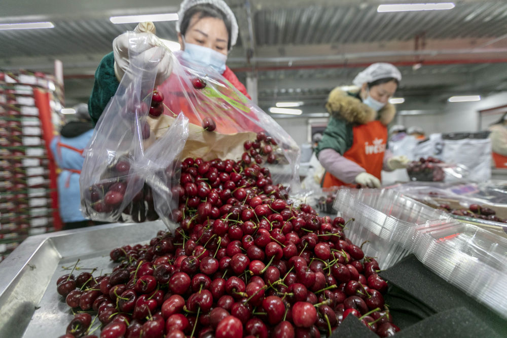 共话中国经济新机遇｜智利水果出口商协会主席马兰比奥：中国推动全球贸易畅通树立合作典范