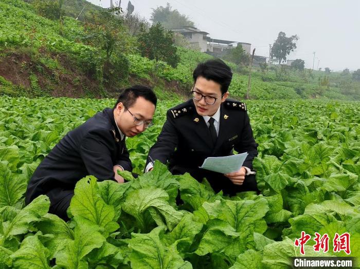 重庆榨菜出海“开门红” 今年前两月出口1967.4吨